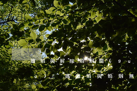 離婚與解除婚姻關(guān)系有區(qū)別嗎(離婚與婚姻無效、婚姻撤銷的區(qū)別)